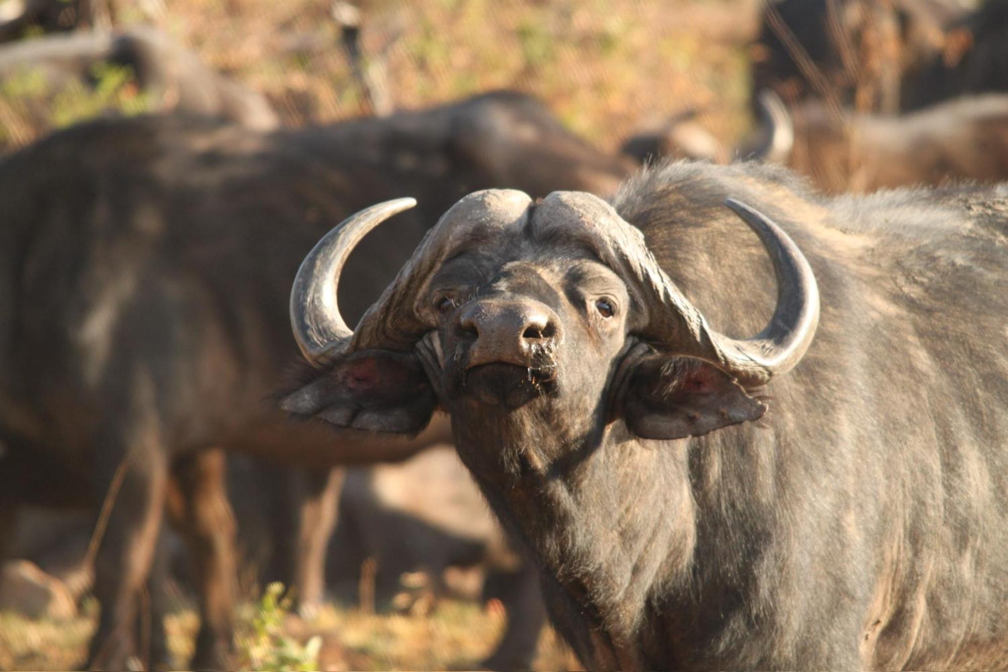 Pangolin Game Lodge - Self Catering, Incl 2 Game Drives Per Day Matlhagame Exterior photo